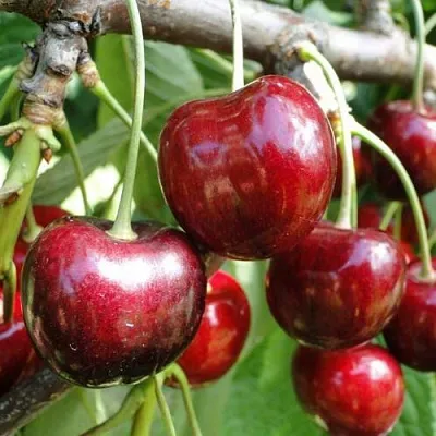 Черешня САШЕНЬКА  Черешня САШЕНЬКА в Коломне