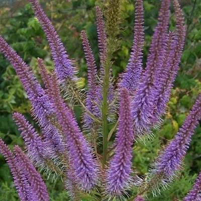 Вероникаструм ФАСЦИНЕЙШН в Коломне