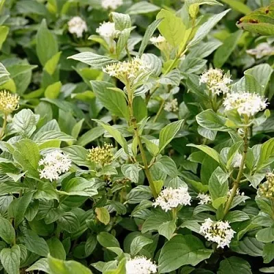 Дерен ФЛАВИРАМЕА отпрысковый  в Коломне