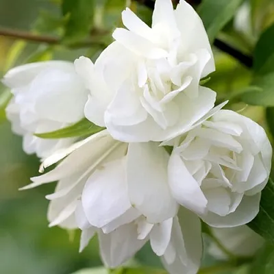 Жасмин МАНТО Д’ЭРМИН  Жасмин МАНТО Д’ЭРМИН в Коломне