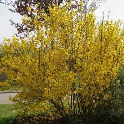 Форзиция КАМСОН промежуточная  Форзиция КАМСОН промежуточная в Коломне