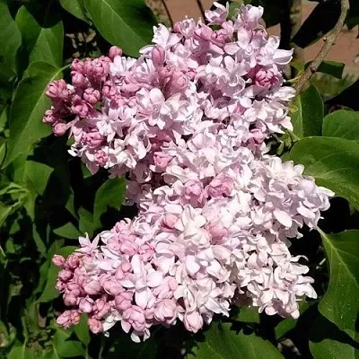 Сирень МИЛОСЕРДИЕ в Коломне