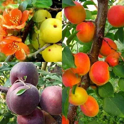 Комплект САД ДЛЯ ГУРМАНА в Коломне