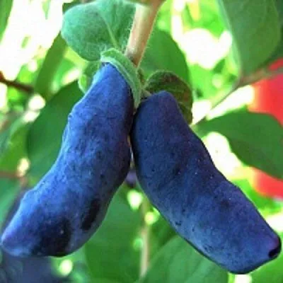 Жимолость съедобная БАКЧАРСКИЙ ВЕЛИКАН  Жимолость съедобная БАКЧАРСКИЙ ВЕЛИКАН в Коломне