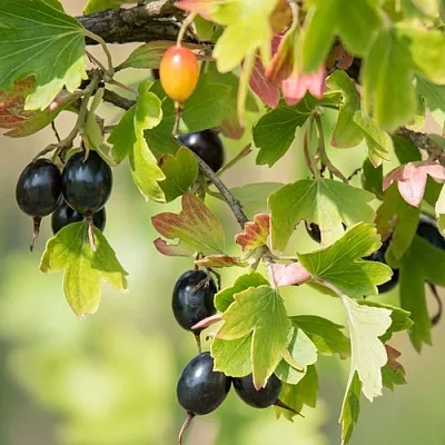 Смородина золотистая БЛЭЙКСТ в Коломне