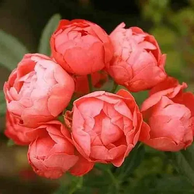 Саженцы роз ОРАНЖ МОРСДАГ полиантовая в Коломне