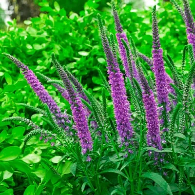 Вероника ФЕСТ МАТЧ длиннолистная в Коломне