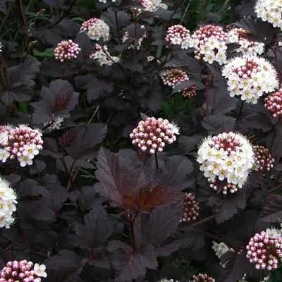 Пузыреплодник ДИАБЛО  Пузыреплодник ДИАБЛО в Коломне