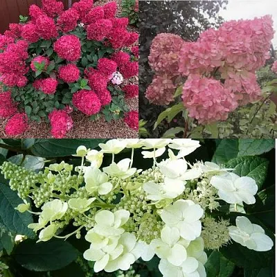 Комплект САД ЭМОЦИЙ в Коломне