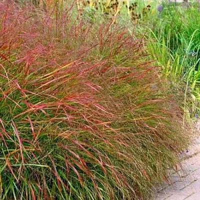 Просо ШЕНАНДО прутьевидное в Коломне