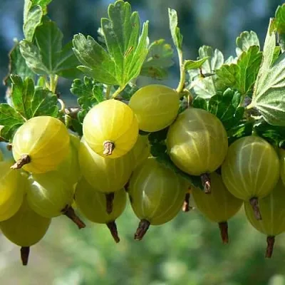 Крыжовник ХИННОНМАЙНЕН КЕЛЬТАЙНЕН  Крыжовник ХИННОНМАЙНЕН КЕЛЬТАЙНЕН в Коломне