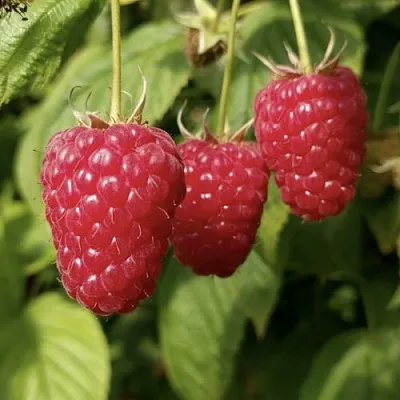 Малина МАПЕМА   Малина МАПЕМА  в Коломне