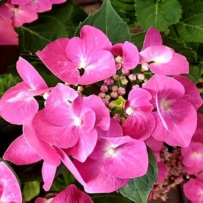 Гортензия ТАУБЕ крупнолистная  Гортензия ТАУБЕ крупнолистная в Коломне