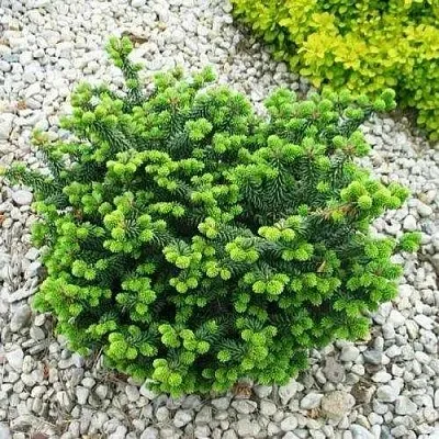 Пихта НАНА бальзамическая в Коломне