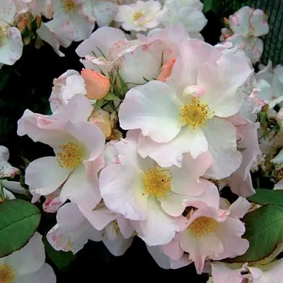 Саженцы роз САЛЛИ ХОЛМС мускусная в Коломне