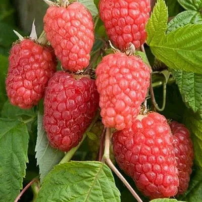 Малина КАСКАД ДЕЛАЙТ  Малина КАСКАД ДЕЛАЙТ в Коломне