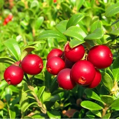 Брусника садовая РЕД ПЕРЛ  Брусника садовая РЕД ПЕРЛ в Коломне