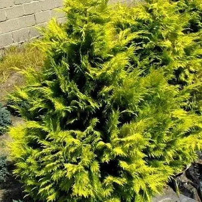 Кипарисовик ГОЛДЕН ВОНДЕР лавсона  Кипарисовик ГОЛДЕН ВОНДЕР лавсона в Коломне