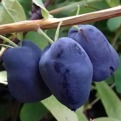 Жимолость съедобная БОРЕАЛ БЬЮТИ (СЕВЕРНАЯ КРАСАВИЦА)  Жимолость съедобная БОРЕАЛ БЬЮТИ (СЕВЕРНАЯ КРАСАВИЦА) в Коломне