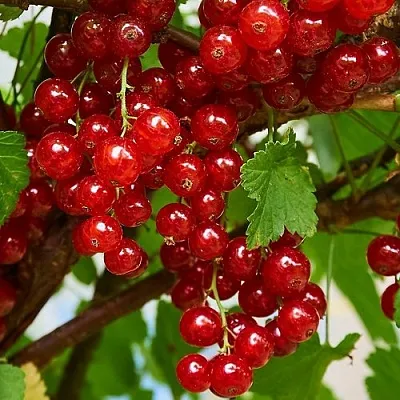 Смородина красная НАТАЛИ  Смородина красная НАТАЛИ в Коломне