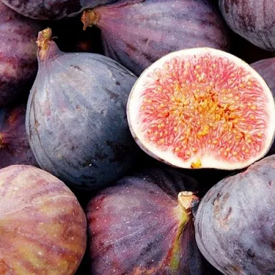 Инжир МУАССОН  Инжир МУАССОН в Коломне