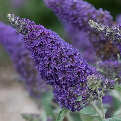 Буддлея НАНО ПЕРПЛ   Буддлея НАНО ПЕРПЛ  в Коломне