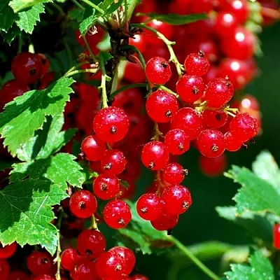 Смородина красная НЕНАГЛЯДНАЯ  Смородина красная НЕНАГЛЯДНАЯ в Коломне