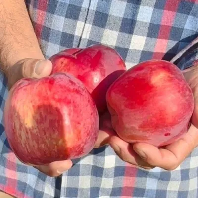 Яблоня ПАМЯТЬ КОВАЛЕНКО в Коломне