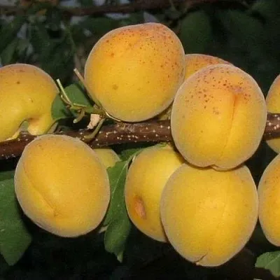 Абрикос ДЕСЕРТНЫЙ ГОЛУБЕВА  Абрикос ДЕСЕРТНЫЙ ГОЛУБЕВА в Коломне