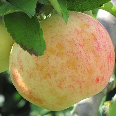 Яблоня ЛЕТНЕЕ СЛАДКОЕ  Яблоня ЛЕТНЕЕ СЛАДКОЕ в Коломне