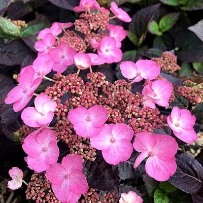 Гортензия ДАРЕДЕВИЛ пильчатая  Гортензия ДАРЕДЕВИЛ пильчатая в Коломне