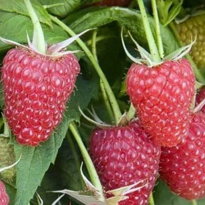 Малина ЕВРАЗИЯ  Малина ЕВРАЗИЯ в Коломне