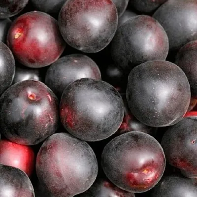 Абрикос ЧЕРНЫЙ ПРИНЦ  Абрикос ЧЕРНЫЙ ПРИНЦ в Коломне