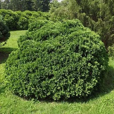 Туя УМБРАКУЛИФЕРА западная  Туя УМБРАКУЛИФЕРА западная в Коломне