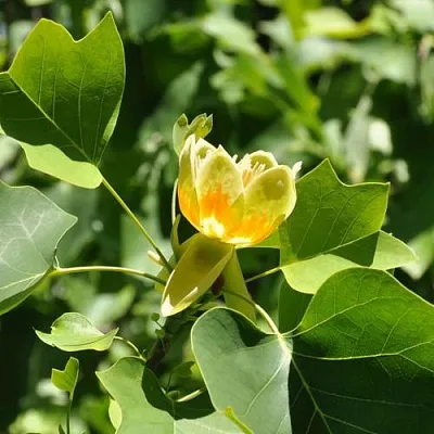 ЛИРИОДЕНДРОН тюльпанный в Коломне