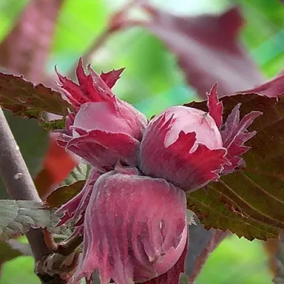 Фундук КАРДИНАЛ  Фундук КАРДИНАЛ в Коломне