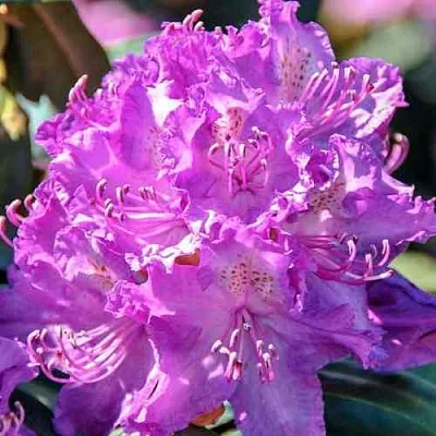 Рододендрон АЛЬФРЕД  Рододендрон АЛЬФРЕД в Коломне