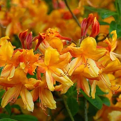 Азалия ОРАНЖ ХИТ листопадная в Коломне