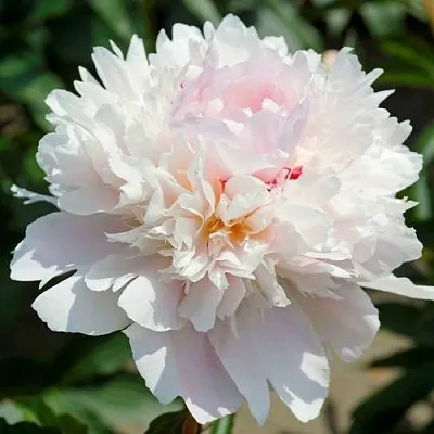 Пион АЛЕРТИ травянистый  Пион АЛЕРТИ травянистый в Коломне