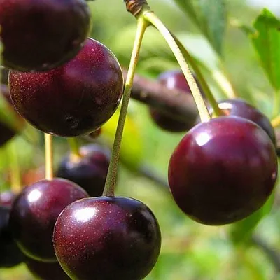 Вишня ЛИВЕНСКАЯ  Вишня ЛИВЕНСКАЯ в Коломне