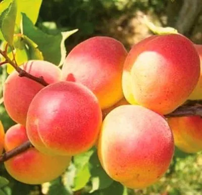 Абрикос NJA-19  Абрикос NJA-19 в Коломне