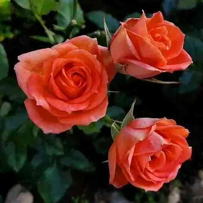 Саженцы роз ОРАНЖ ДЖЕВЕЛ миниатюрная в Коломне