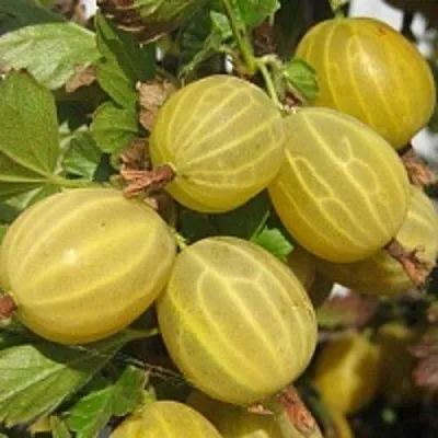 Крыжовник КУРШУ ДЗИНТАРС  Крыжовник КУРШУ ДЗИНТАРС в Коломне