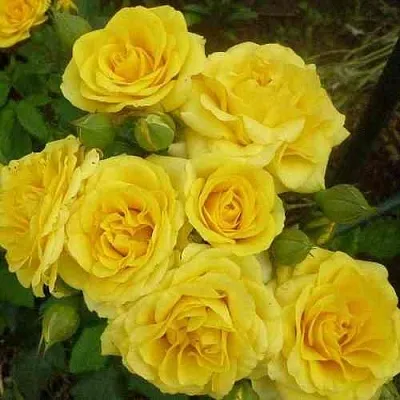 Саженцы роз ЕЛЛОУ БЭЙБИ спрей  Саженцы роз ЕЛЛОУ БЭЙБИ спрей в Коломне