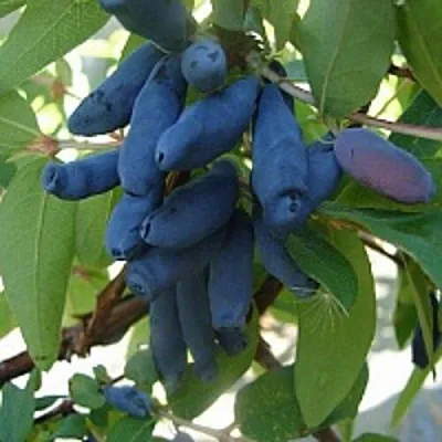 Жимолость съедобная ГОРДОСТЬ БАКЧАРА в Коломне