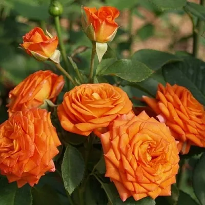 Саженцы роз БЕЙБ спрей  Саженцы роз БЕЙБ спрей в Коломне