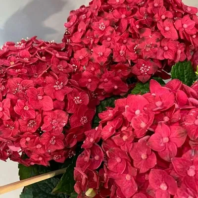 Гортензия ЭНДЛЕСС САММЕР ЛАВ крупнолистная в Коломне