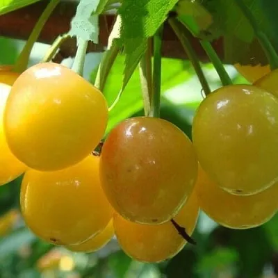 Черешня ЯНТАРНАЯ  Черешня ЯНТАРНАЯ в Коломне