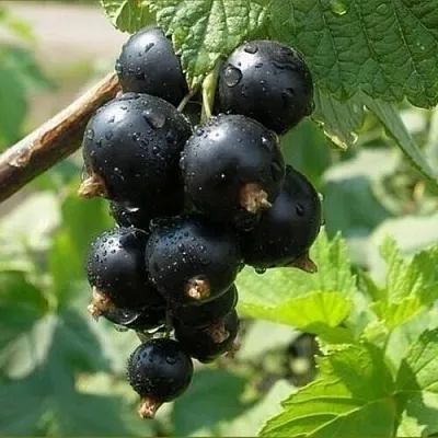 Смородина черная ПИГМЕЙ в Коломне