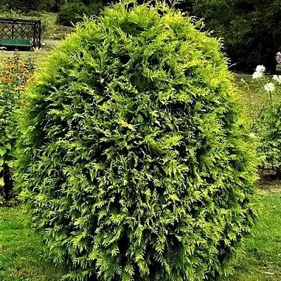 Туя ТИП ТОП западная  Туя ТИП ТОП западная в Коломне